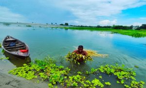 বিল থেকে শাপলা তুলছেন হাফিজুর রহমান
