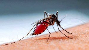 ডেঙ্গু পরিস্থিতি সামাল দিতে সব হাসপাতালে শয্যা বাড়ানোর নির্দেশ