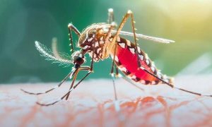 ২৪ ঘণ্টায় ডেঙ্গুতে ৯ জনের মৃত্যু, নতুন আক্রান্ত ১৯০২